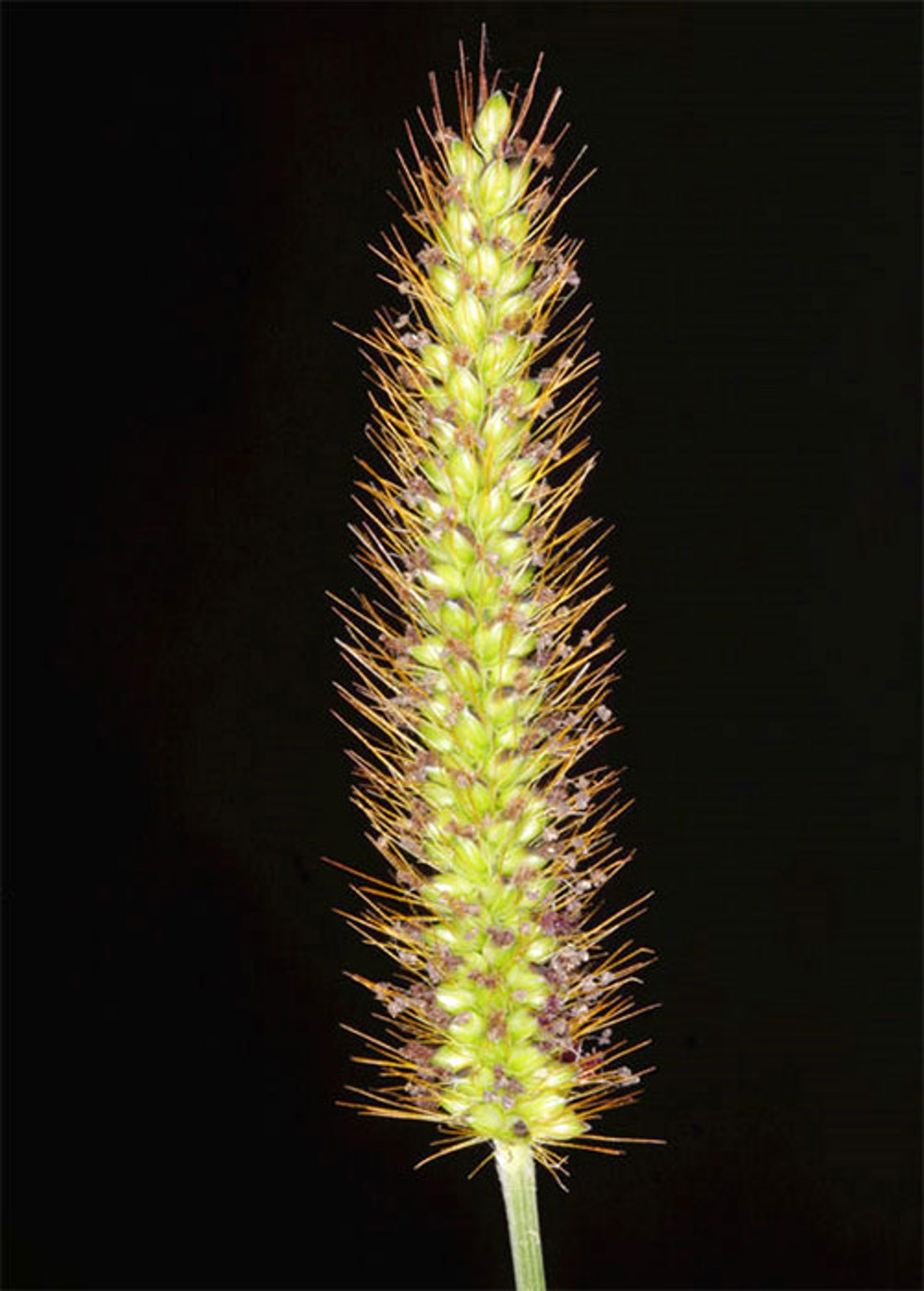 Ybg Seed Head