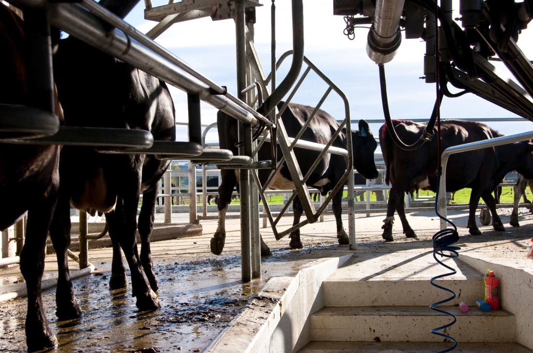 Rural Professionals Hub Farm Consultant Milking Times Image