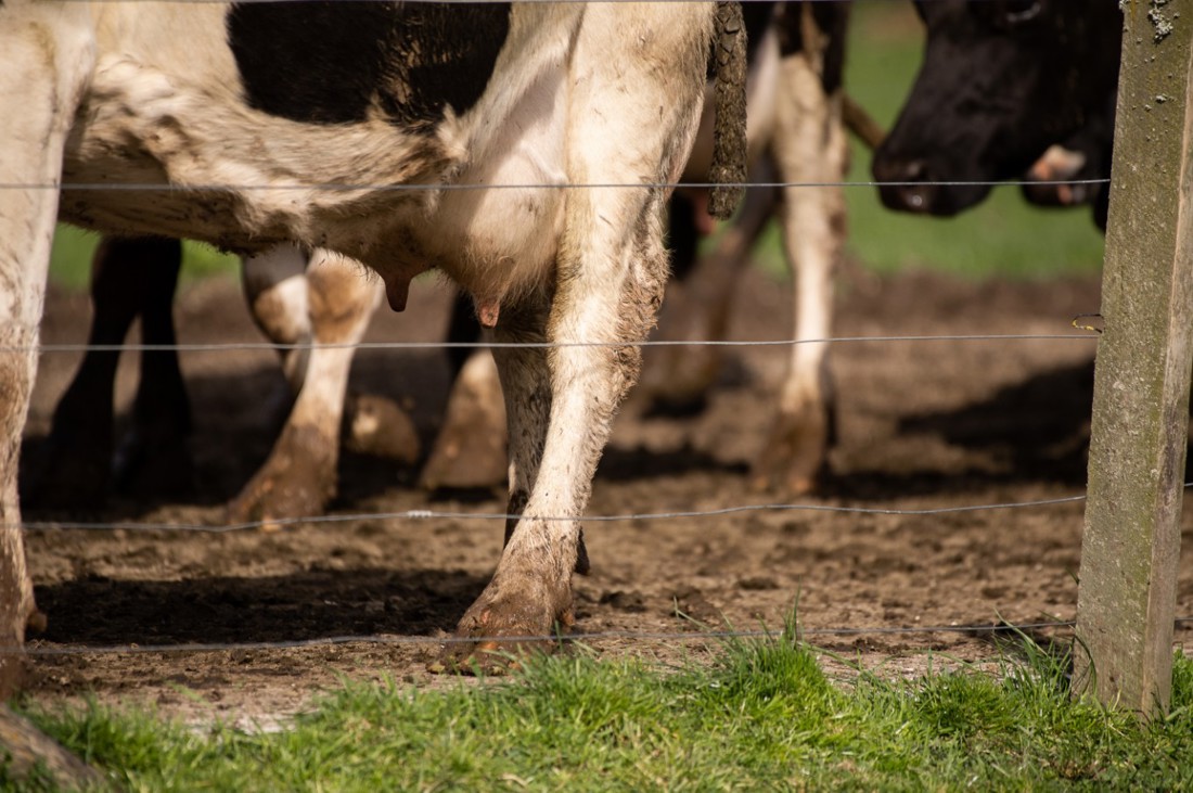Close up of a herd of dairy cows moving along a farm race behind a wire fence