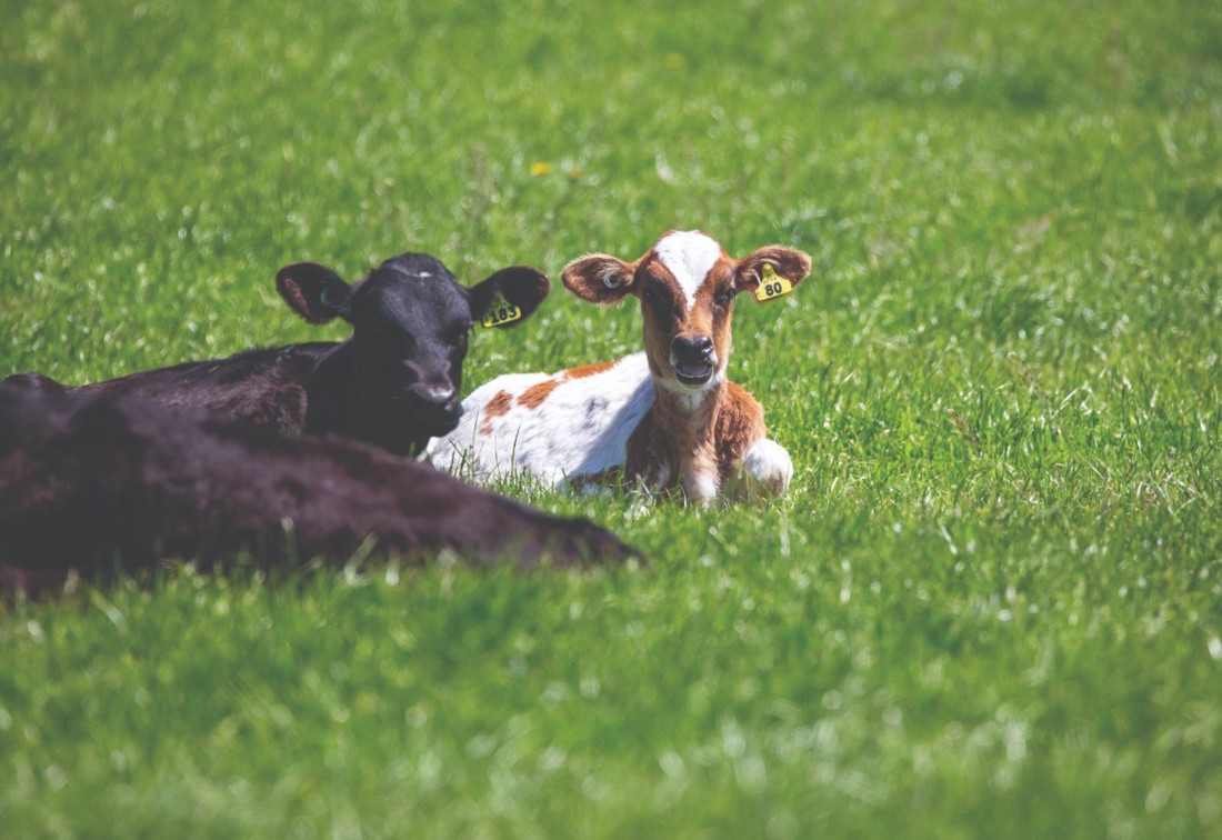 Dairy calves relaxing in a grass paddock.