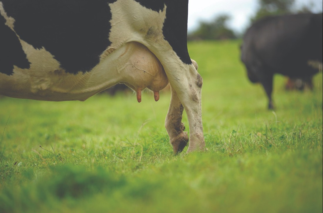 Rural Professionals Hub Veterinarians Lameness Image