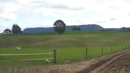 2019 New Pasture Establishing After Turnips