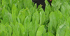Pale green leaves