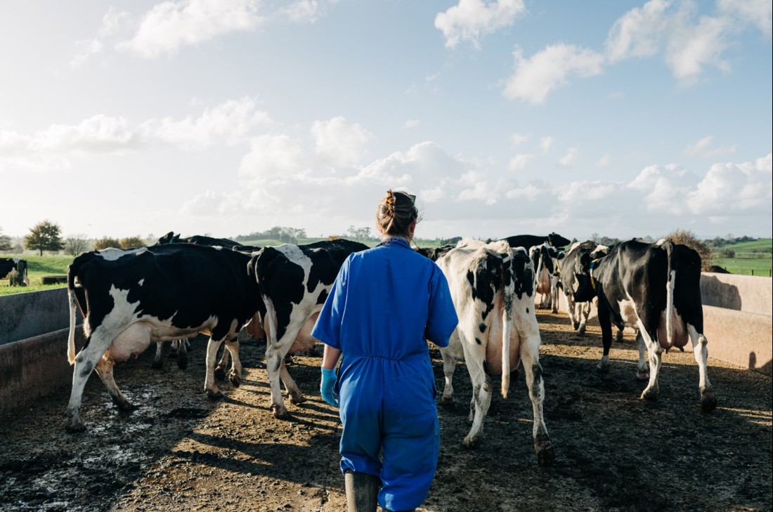 A dairy farm worker walking a dairy herd down a farm race