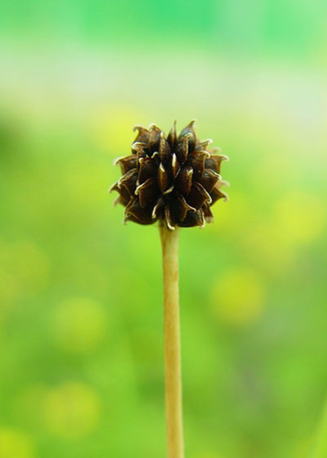 Seed Head Of Giant Buttercup Plant With Mature Seeds 400X560