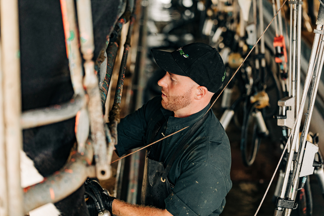 A man milking cow