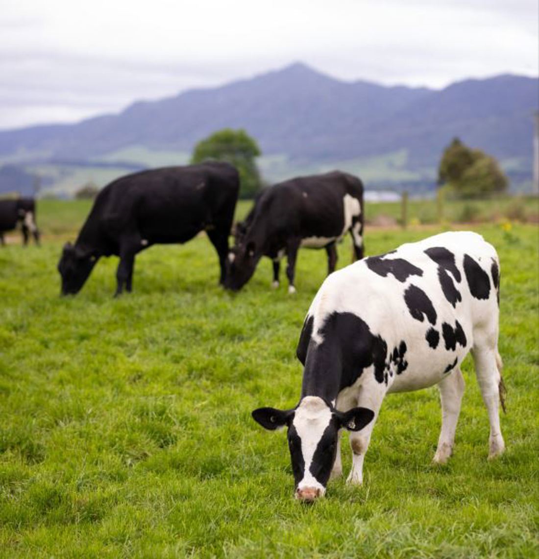 Inside Dairy Feb To April 2025 Bill And Michelle Burgess 2