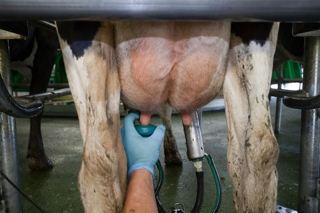 Types Of Mastitis Summary Image 1500X1000