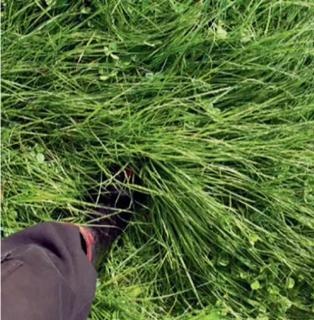 Pasture Allocation Gumboot (1)