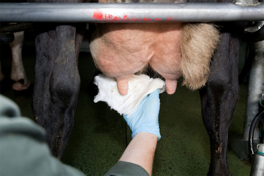 Mastitis Prevent Find Treat Image 1