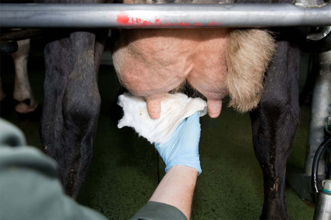 Mastitis Prevent Find Treat Image 1