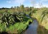 Riparian Planting Image 3