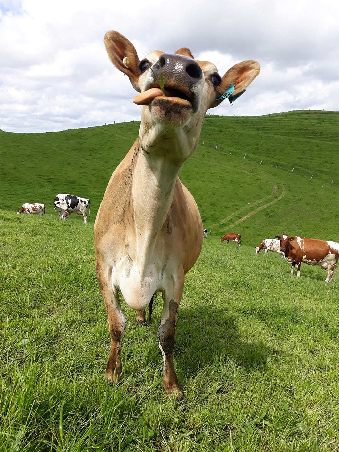 Animal Welfare Cow With Tonge Out