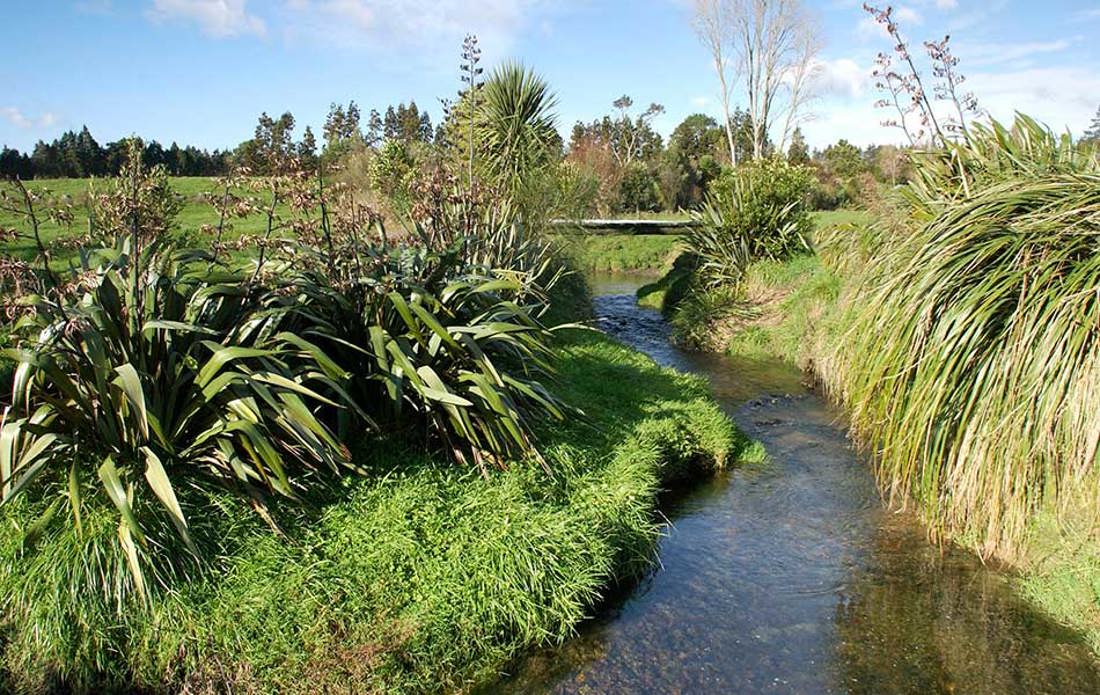 Fenced And Planted Streams 950X600