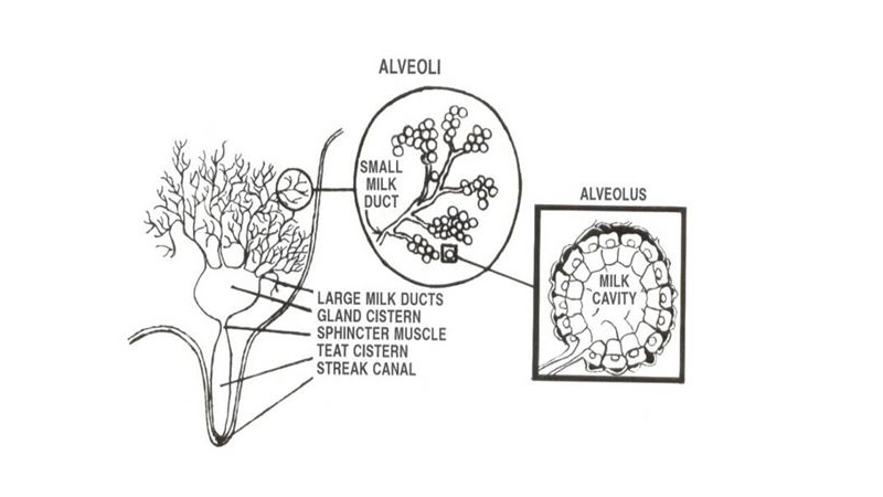 Anatomy of a teat