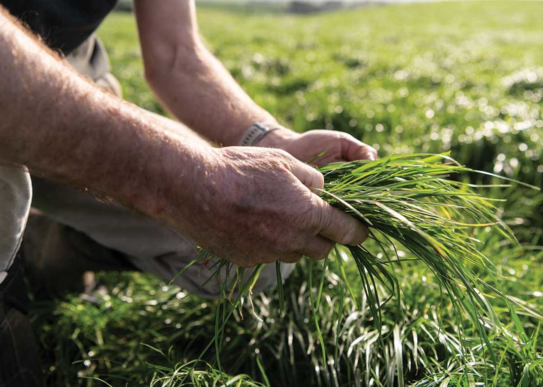 Grass