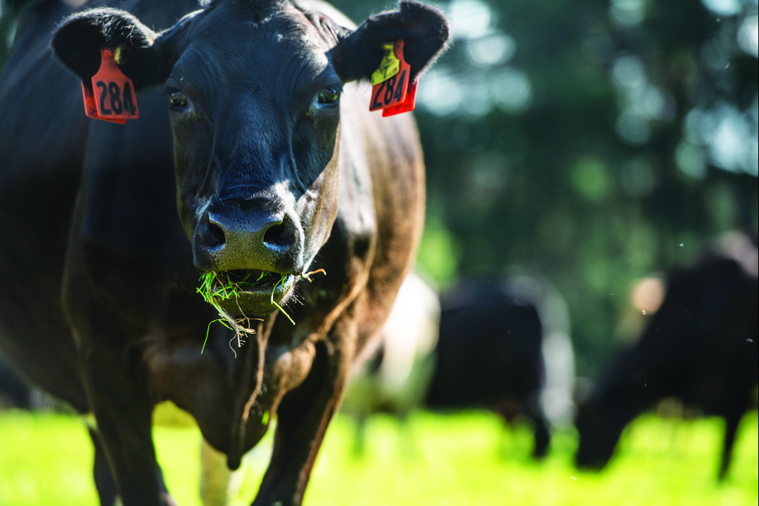 A closeup photo of a tagged black cow