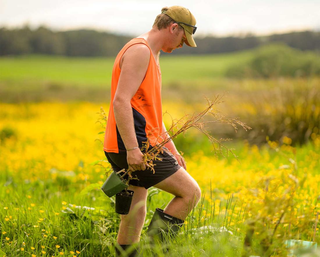 A dairy farmer in a paddock carrying a plant for riparian planting