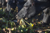 A cow eating crops, close up.