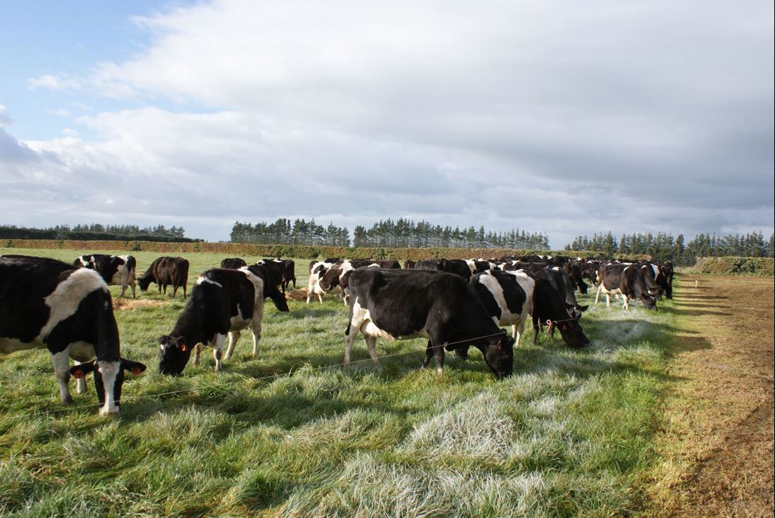 Camden Farms Dairy Herd In Paddock