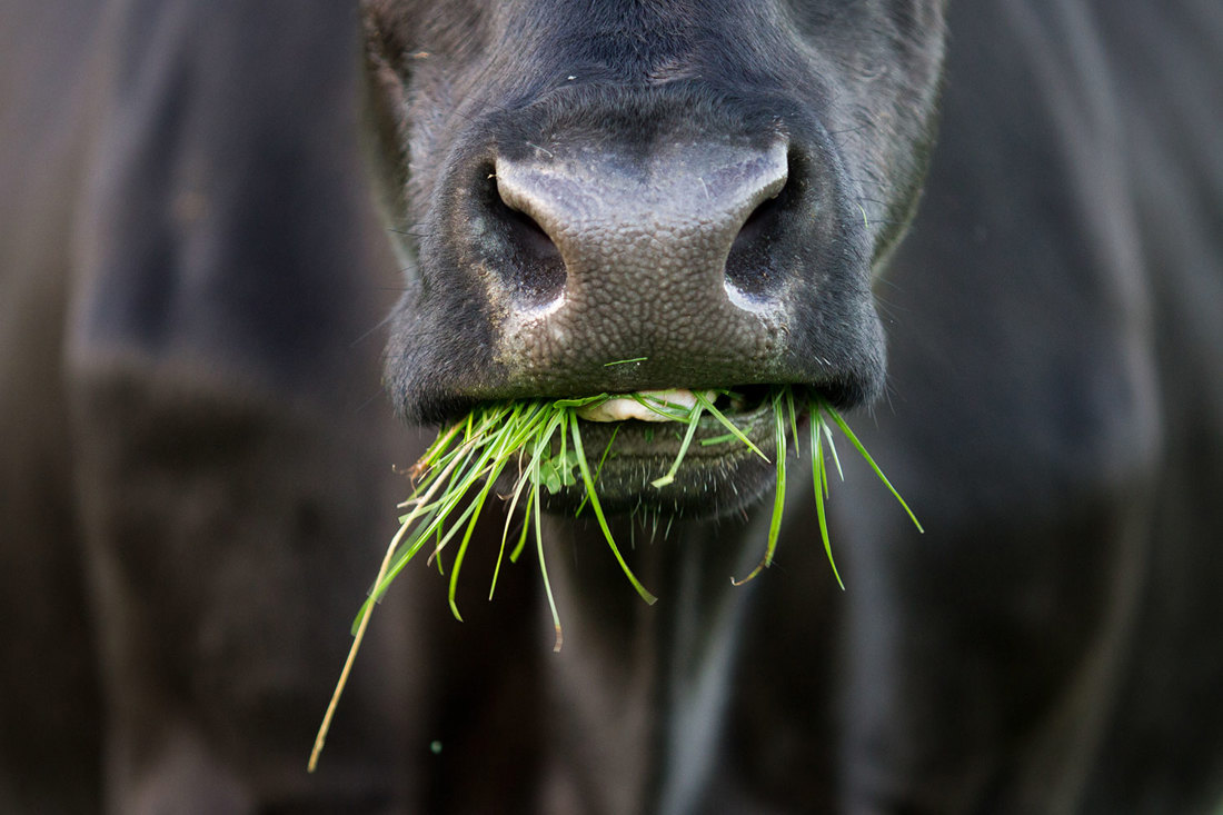 Cow Close Up With Grass In Mouth Dairybase Terms Of Use 1500Wide