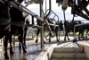 A Black cows in a stable