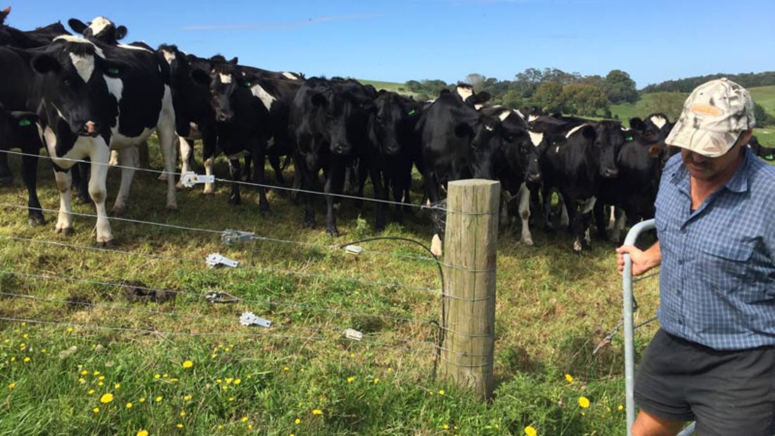 A herd of cows piled up while looking at a man