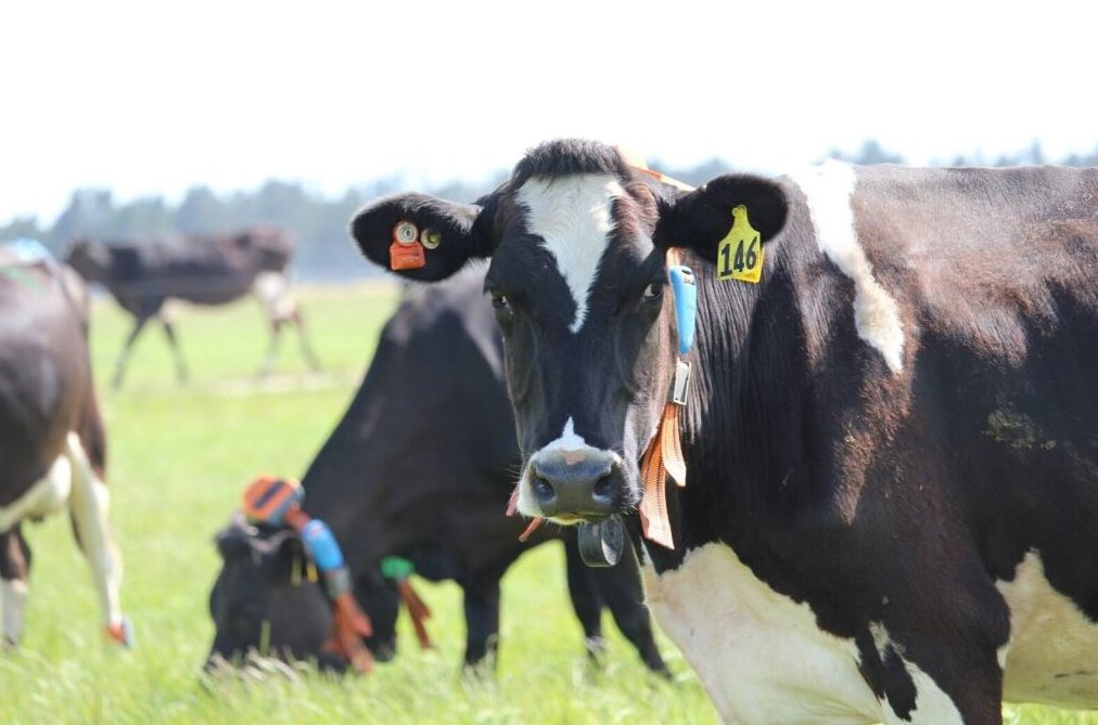 Rural Professionals Hub Breeding Advisors Closer Look At Wearable Technology Image V2