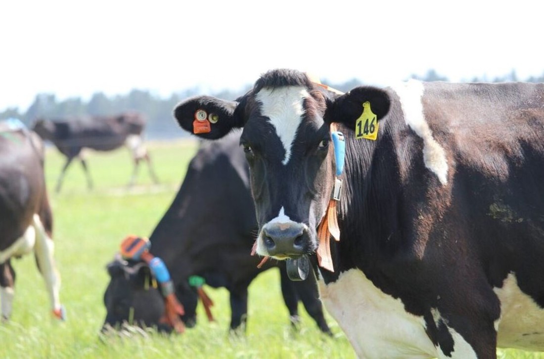 Rural Professionals Hub Breeding Advisors Closer Look At Wearable Technology Image V2