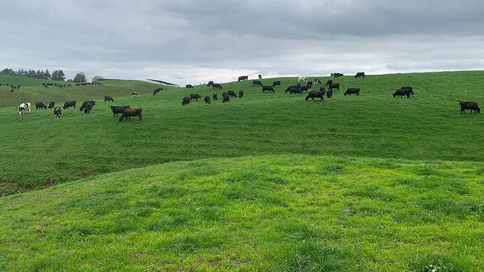 South Waikato Owner Pod2