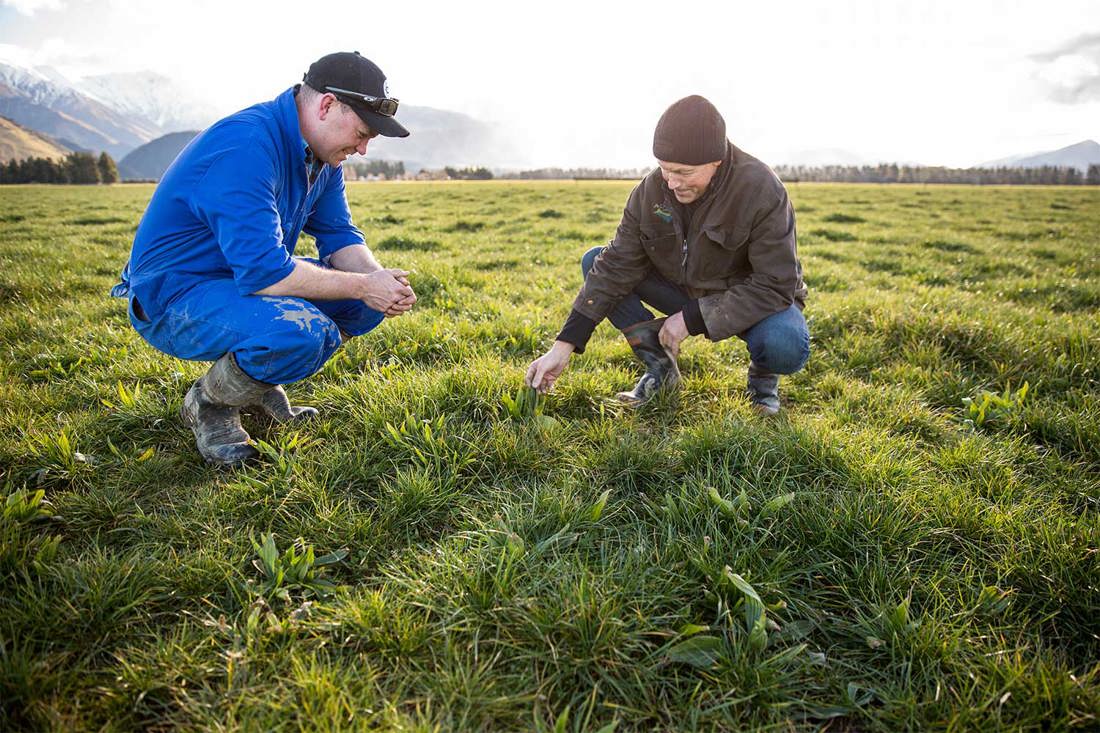 Winter Smarts Pasture Renewal 1500X1000
