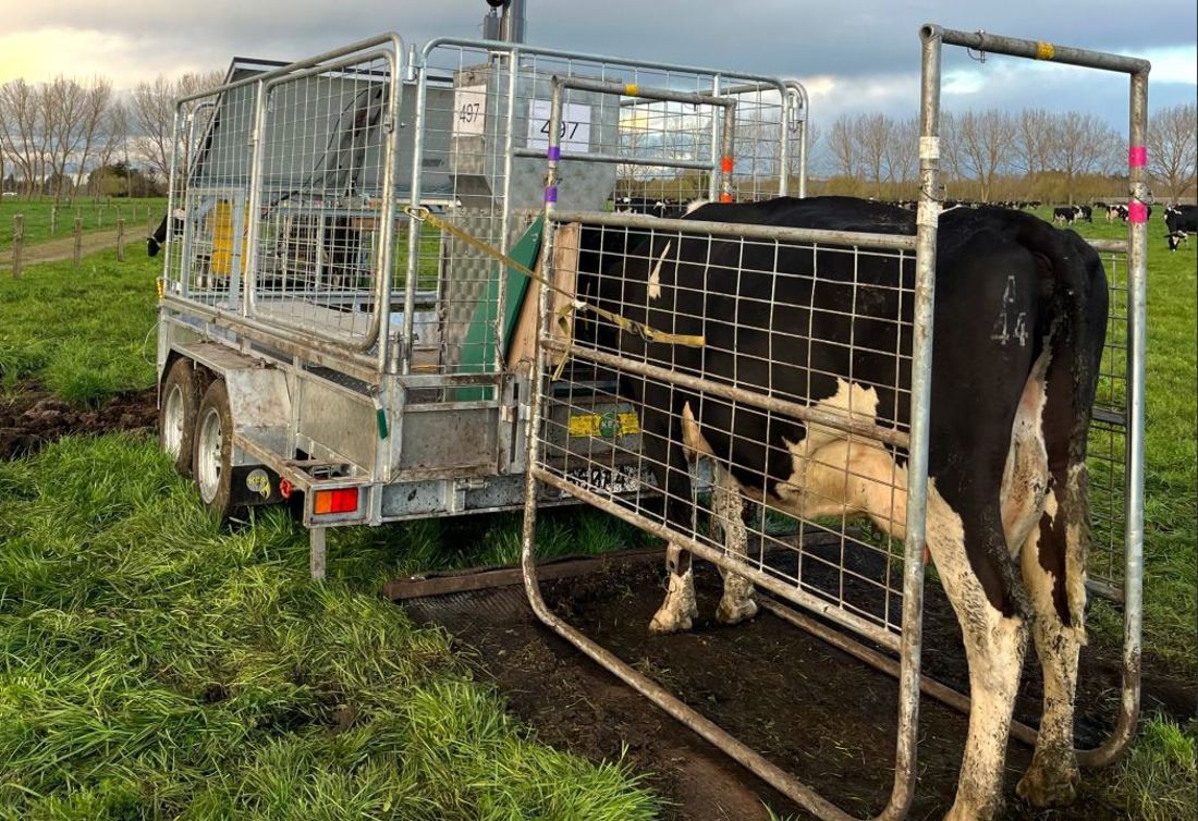 Inside Dairy Nov Jan 2025 Grazing Cows The Focus Of Irish Nz Study Optimise Cow Response To Methane Mitigations