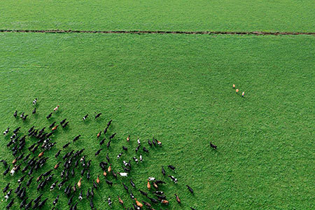 Generic Cows Paddock Birds Eye View