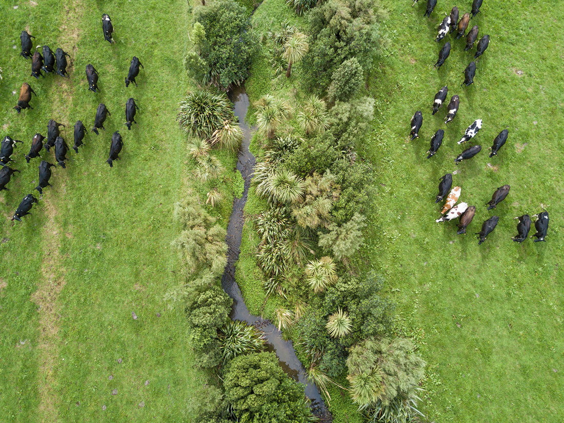 Riparian Planting 1500Wide