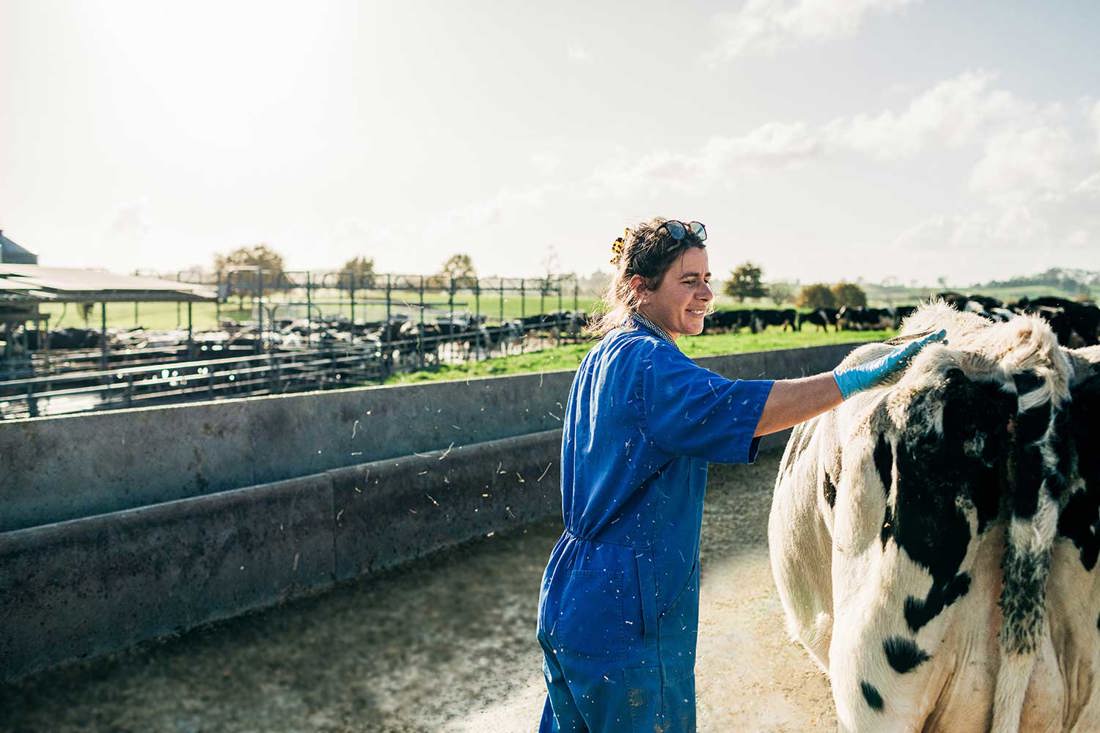First Steps Towards Dairying Healthy Animals 1500X1000