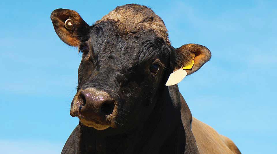A black bull