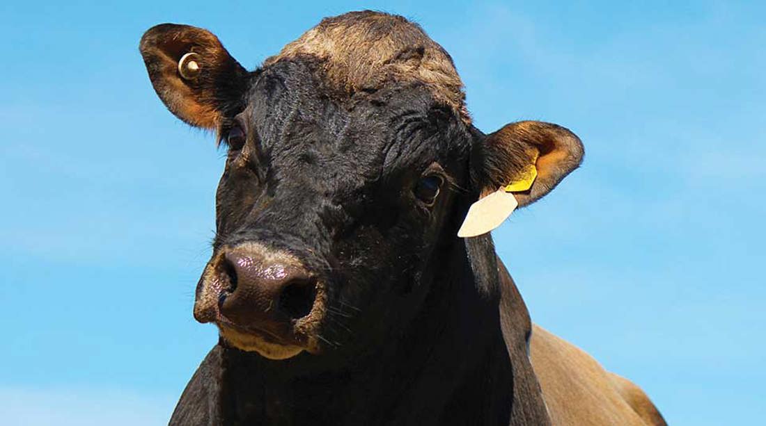 A black bull