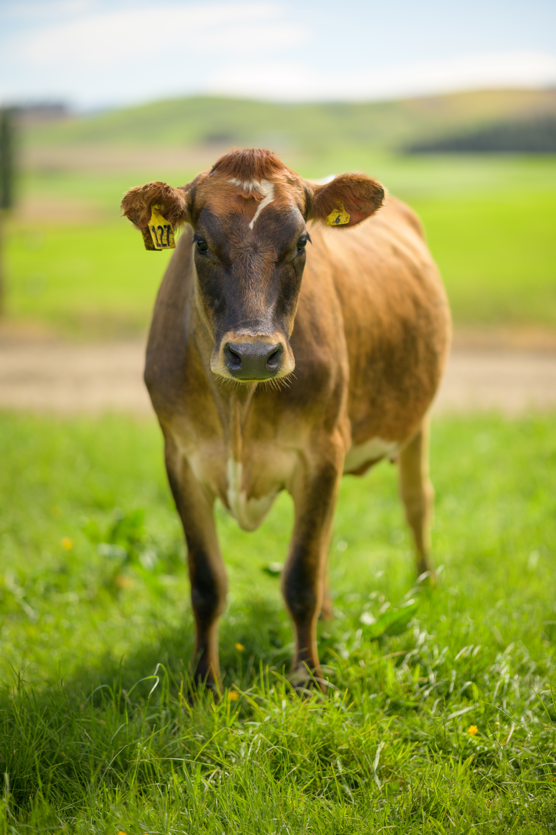 A brown cow looking at the camera