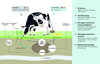 N Cycle Diagram Plantain Version July 2024 Cmyk