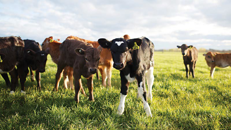 A group of calves standing