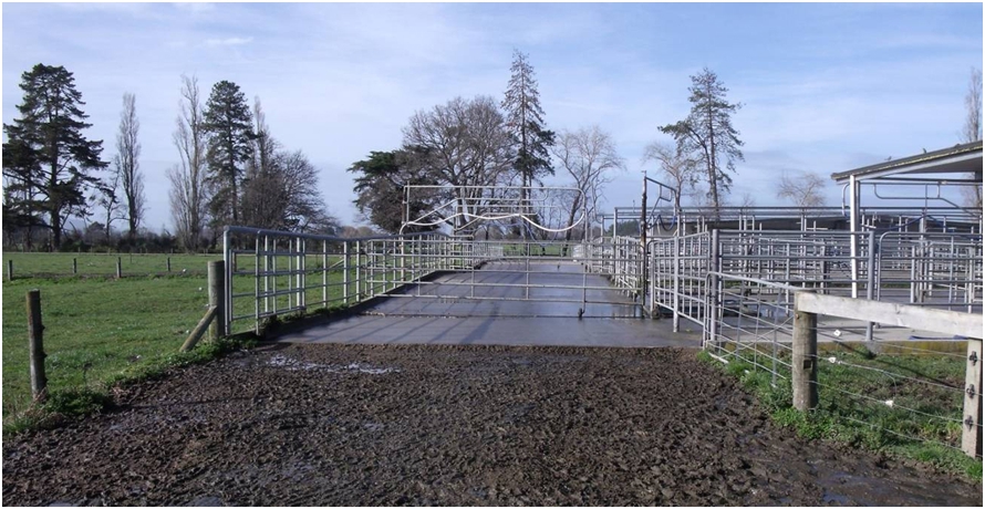 intersections between the yard and track on a dairy farm