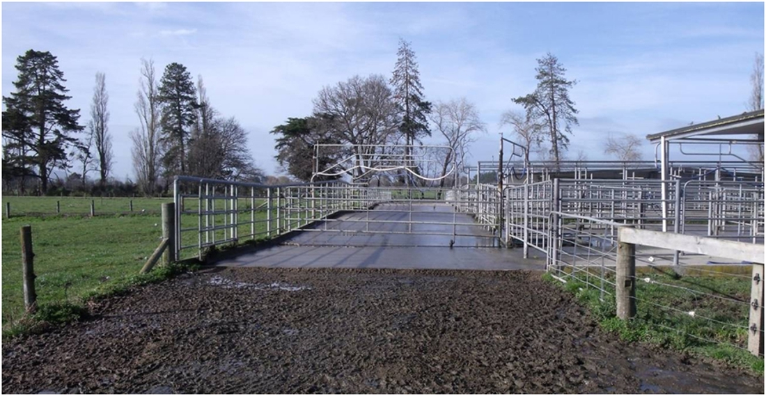 intersections between the yard and track on a dairy farm