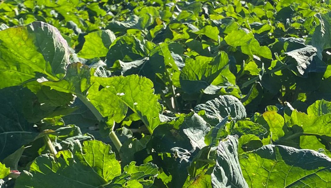 Rural Professionals Hub Agronomist Suitable Crops Image