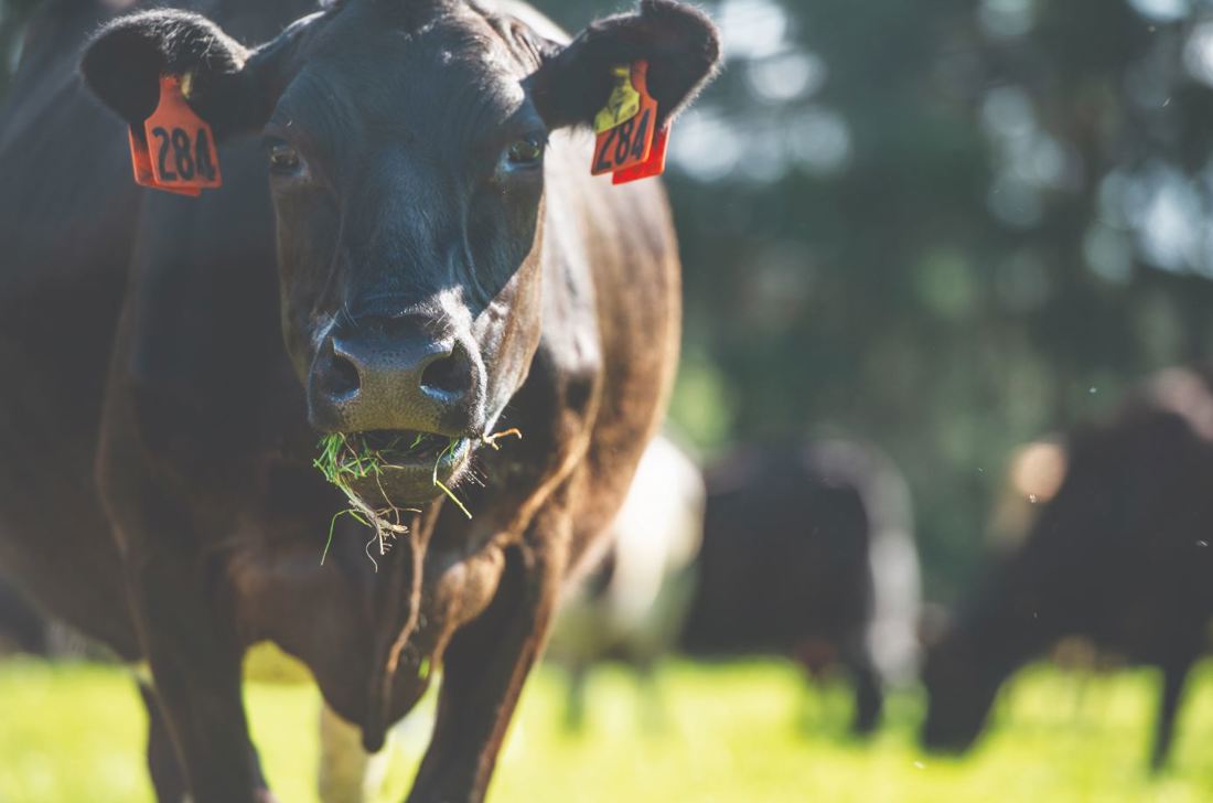 Close-up of a New Zealand dairy cow with grass hanging out of it's mouth and the background blurred