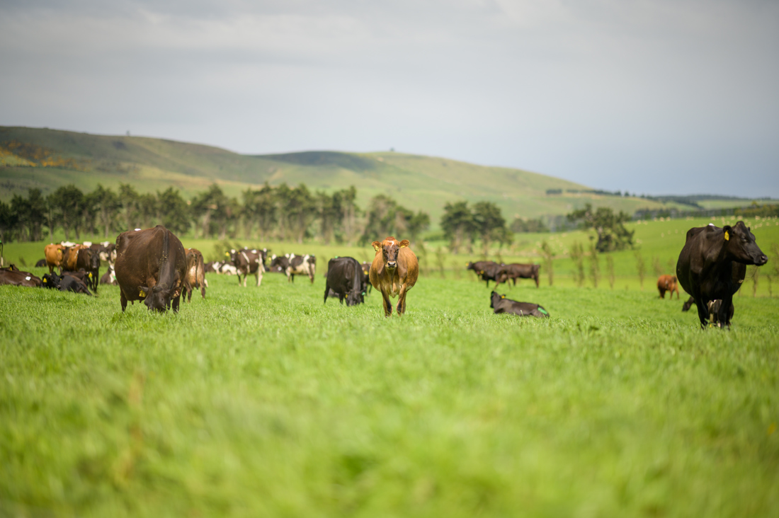 A running cow across the green field