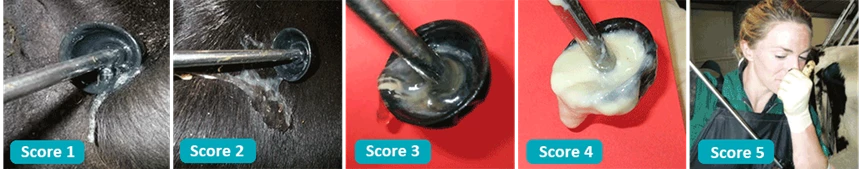 Metricheck Scores