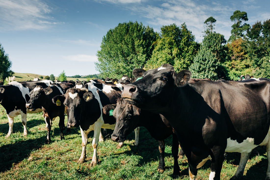 A herd of cows standing in a field