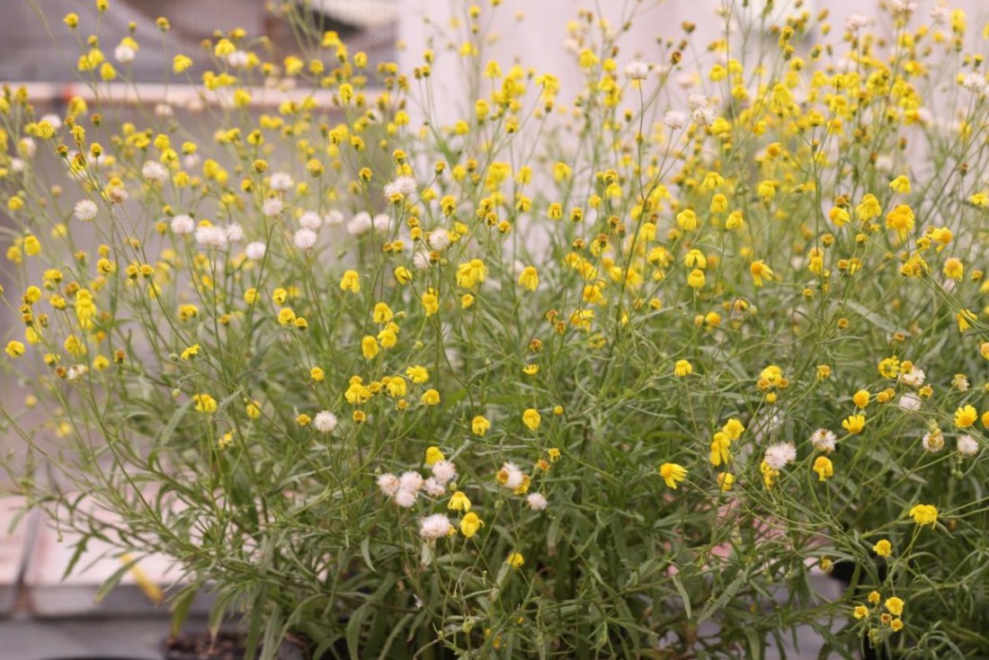 Madagascar Ragwort Plant Image