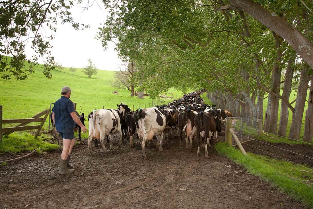 A dairy farmer walking his cows along a tree-lined track with open fields to the left