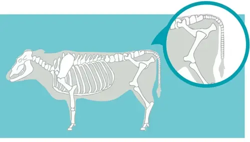 Infographic showing the vertebrae in a cow's tail.